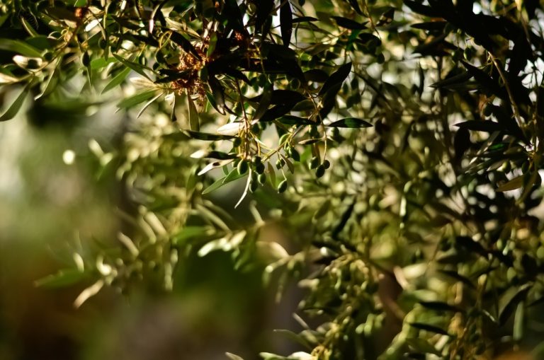 Lutte contre la mouche de l’Olive : c’est le moment !