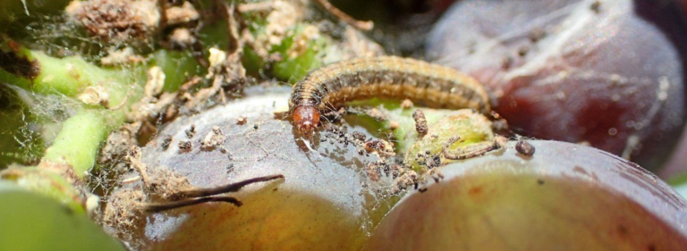 Lutte contre le Cryptoblabes : avantages de la chabasite en vigne